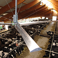Close-up of a suspended ceiling fan in a multi-part cow shed