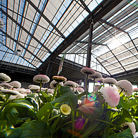 Protect plants in the greenhouse from intense sun with UmbraTex shading