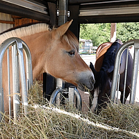 Horses eat hay from the feed rake
