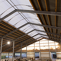 Dairy barn with light ridge and built-in LED lights as light source